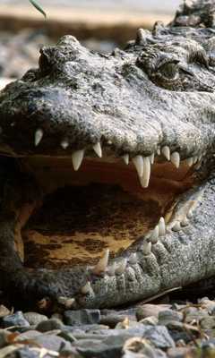 Emulate Android APK Reptiles Themes Emulate Android APK Reptiles Themes