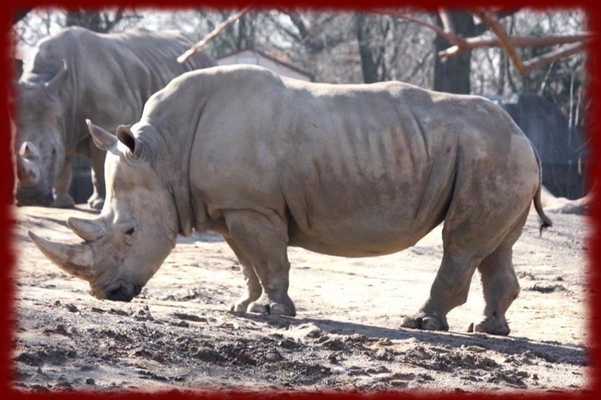 Emulate Android APK Rhinos wallpapers Emulate Android APK Rhinos wallpapers