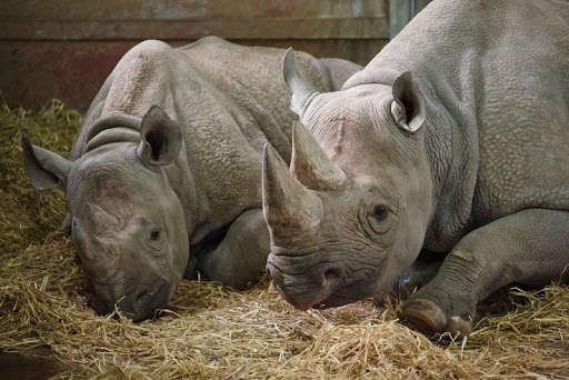 Emulate Android APK Rhino Wallpapers Emulate Android APK Rhino Wallpapers