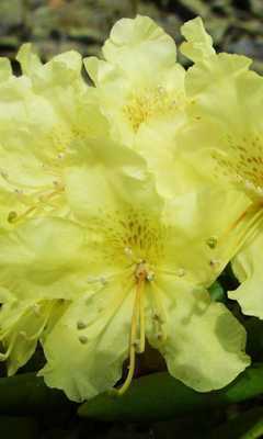 Emulate Android APK Rhododendron Wallpapers