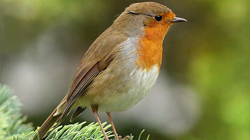 Run android online APK Robin Bird Wallpaper from MyAndroid or emulate Robin Bird Wallpaper using MyAndroid