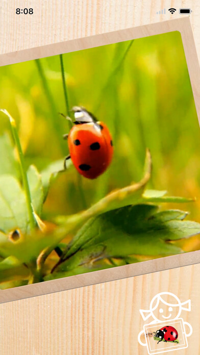 Emulate iPhone app Rolf AR Life of the Ladybird using MyAndroid