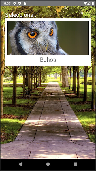 Run android online APK Rompecabezas de Buhos from MyAndroid or emulate Rompecabezas de Buhos using MyAndroid Run android online APK Rompecabezas de Buhos from MyAndroid or emulate Rompecabezas de Buhos using MyAndroid