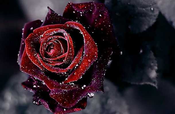 Emulate Android APK Rose Day Live Wallpaper Emulate Android APK Rose Day Live Wallpaper