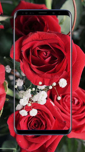 Run android online APK Rose Flower Wallpapers ,Floral,Background from MyAndroid or emulate Rose Flower Wallpapers ,Floral,Background using MyAndroid Run android online APK Rose Flower Wallpapers ,Floral,Background from MyAndroid or emulate Rose Flower Wallpapers ,Floral,Background using MyAndroid