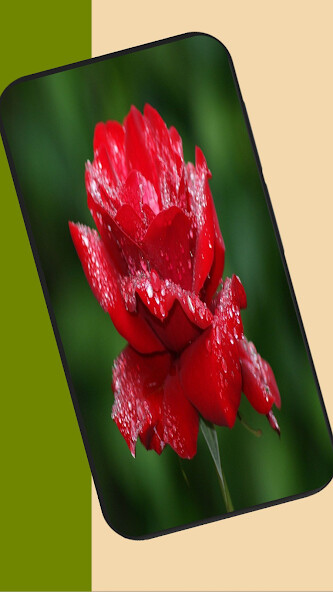 Run android online APK rose images from MyAndroid or emulate rose images using MyAndroid Run android online APK rose images from MyAndroid or emulate rose images using MyAndroid
