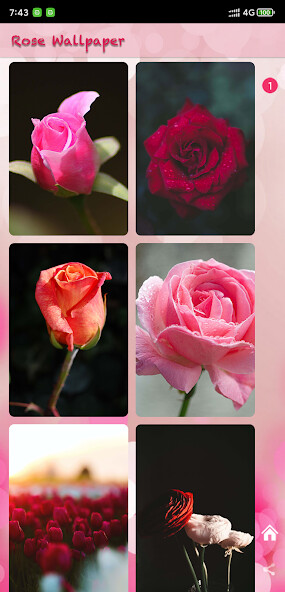 Run android online APK Roses flower Wallpapers V2 from MyAndroid or emulate Roses flower Wallpapers V2 using MyAndroid Run android online APK Roses flower Wallpapers V2 from MyAndroid or emulate Roses flower Wallpapers V2 using MyAndroid