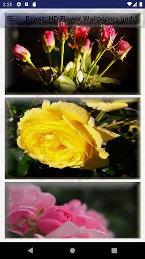 Run android online APK Roses: HD Flower Wallpapers and Backgrounds from MyAndroid or emulate Roses: HD Flower Wallpapers and Backgrounds using MyAndroid
