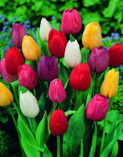 Run android online APK Roses Pictures 2021 from MyAndroid or emulate Roses Pictures 2021 using MyAndroid Run android online APK Roses Pictures 2021 from MyAndroid or emulate Roses Pictures 2021 using MyAndroid