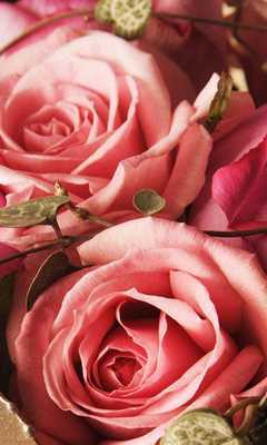 Emulate Android APK Roses wallpaper 2014. Emulate Android APK Roses wallpaper 2014.