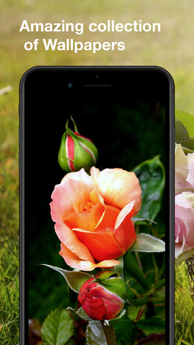 Emulate iPhone app Roses Wallpapers: HD using MyAndroid Emulate iPhone app Roses Wallpapers: HD using MyAndroid