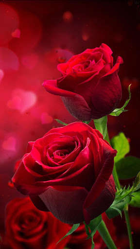 Run android online APK Rose wallpapers and backgrounds New from MyAndroid or emulate Rose wallpapers and backgrounds New using MyAndroid Run android online APK Rose wallpapers and backgrounds New from MyAndroid or emulate Rose wallpapers and backgrounds New using MyAndroid