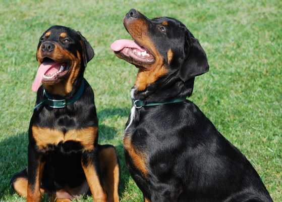 Emulate Android APK Rottweiler Pack 2 HD Wallpaper