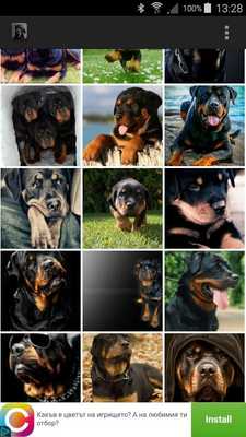 Emulate Android APK Rottweilers Wallpapers Emulate Android APK Rottweilers Wallpapers