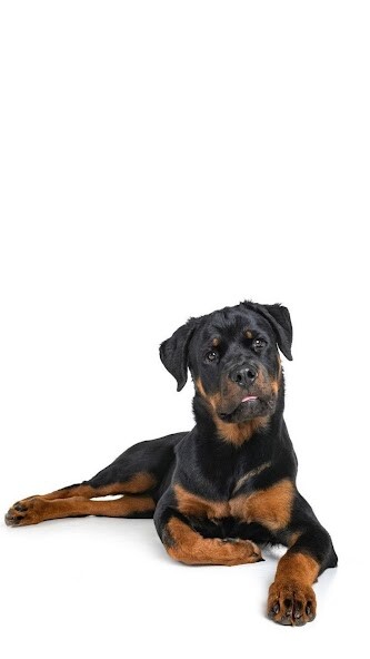 Run android online APK Rottweiler Wallpapers from MyAndroid or emulate Rottweiler Wallpapers using MyAndroid Run android online APK Rottweiler Wallpapers from MyAndroid or emulate Rottweiler Wallpapers using MyAndroid