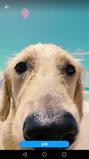 Run android online APK Running Dog Live Wallpaper from MyAndroid or emulate Running Dog Live Wallpaper using MyAndroid