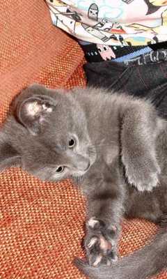 Emulate Android APK Russian Blue Cat Puzzle Game