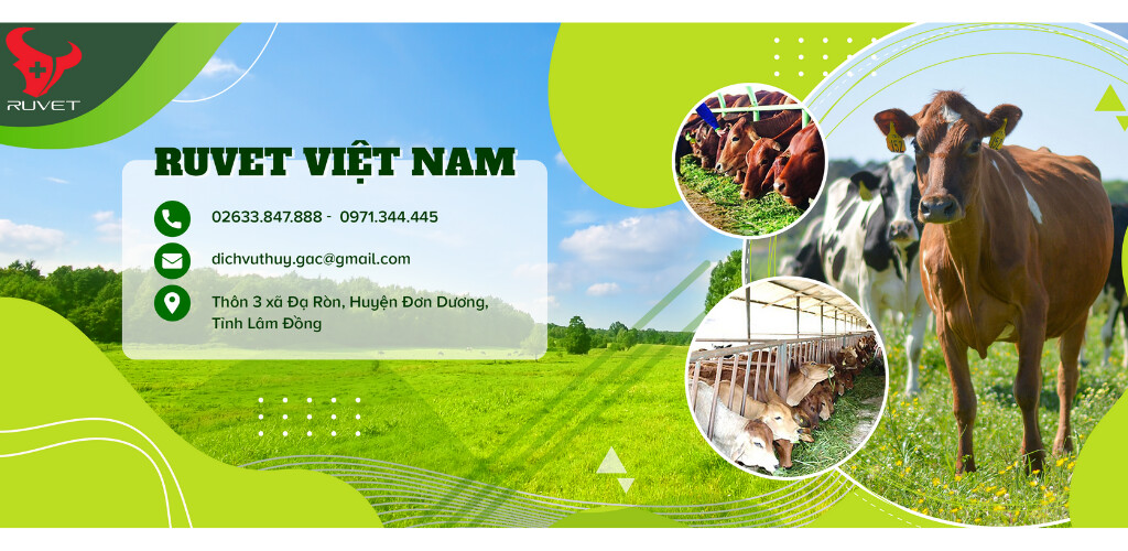 Run android online APK Ruvet Vietnam from MyAndroid or emulate Ruvet Vietnam using MyAndroid