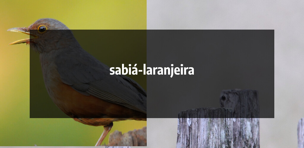 Run android online APK Sabiá Laranjeira Offline from MyAndroid or emulate Sabiá Laranjeira Offline using MyAndroid Run android online APK Sabiá Laranjeira Offline from MyAndroid or emulate Sabiá Laranjeira Offline using MyAndroid