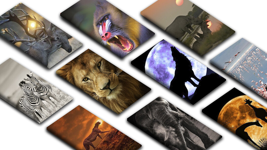 Run android online APK Safari Wallpaper Collection HD from MyAndroid or emulate Safari Wallpaper Collection HD using MyAndroid Run android online APK Safari Wallpaper Collection HD from MyAndroid or emulate Safari Wallpaper Collection HD using MyAndroid