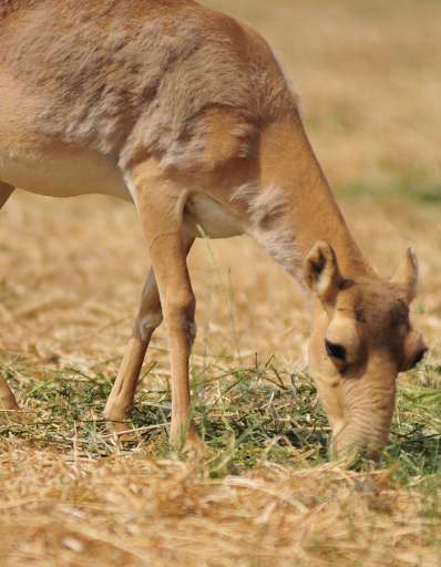 Run android online APK Saiga The Magnificent Herbivore from MyAndroid or emulate Saiga The Magnificent Herbivore using MyAndroid Run android online APK Saiga The Magnificent Herbivore from MyAndroid or emulate Saiga The Magnificent Herbivore using MyAndroid