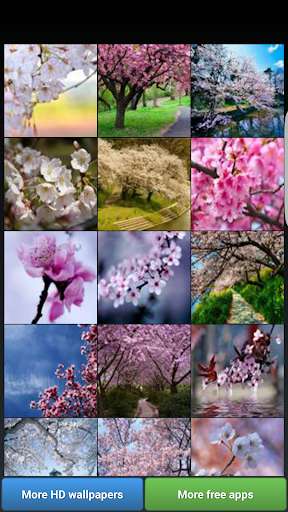 Run android online APK Sakura Cherry Blossoms HD Wall from MyAndroid or emulate Sakura Cherry Blossoms HD Wall using MyAndroid Run android online APK Sakura Cherry Blossoms HD Wall from MyAndroid or emulate Sakura Cherry Blossoms HD Wall using MyAndroid