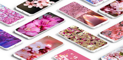Run android online APK Sakura Flowers Wallpaper from MyAndroid or emulate Sakura Flowers Wallpaper using MyAndroid Run android online APK Sakura Flowers Wallpaper from MyAndroid or emulate Sakura Flowers Wallpaper using MyAndroid