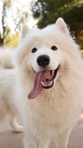 Run android online APK Samoyed wallpapers from MyAndroid or emulate Samoyed wallpapers using MyAndroid Run android online APK Samoyed wallpapers from MyAndroid or emulate Samoyed wallpapers using MyAndroid