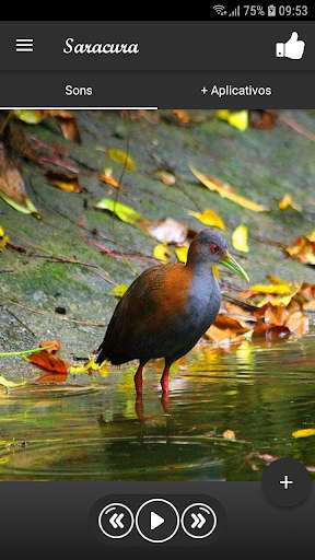 Run android online APK Saracura from MyAndroid or emulate Saracura using MyAndroid