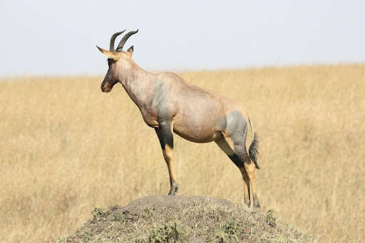 Run android online APK Savanna Photo Frames from MyAndroid or emulate Savanna Photo Frames using MyAndroid