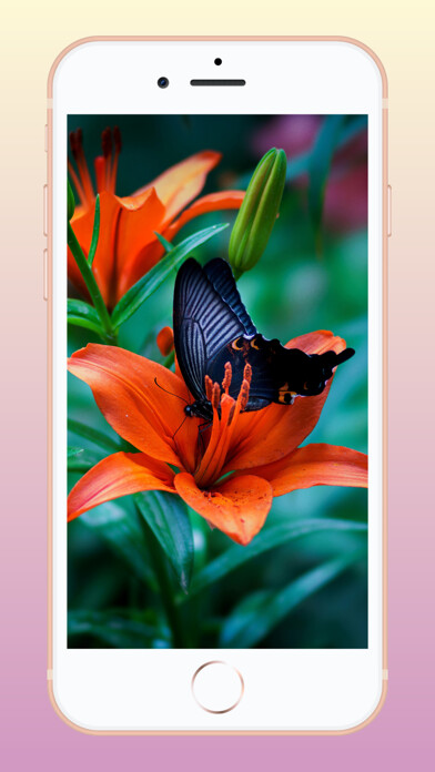 Emulate iPhone app Scenery Wallpapers 4K using MyAndroid Emulate iPhone app Scenery Wallpapers 4K using MyAndroid