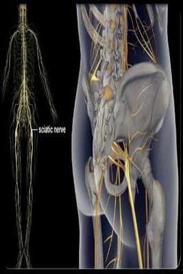 Emulate Android APK Sciatic Nerve Treatment Emulate Android APK Sciatic Nerve Treatment