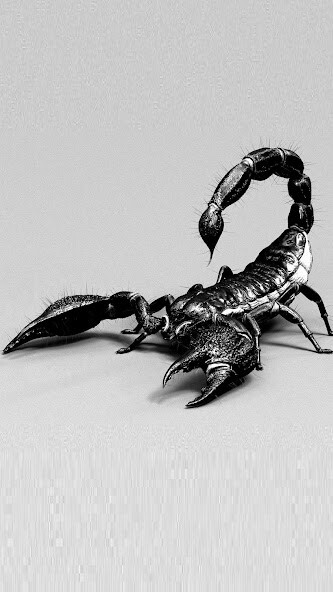 Run android online APK Scorpion Wallpaper from MyAndroid or emulate Scorpion Wallpaper using MyAndroid