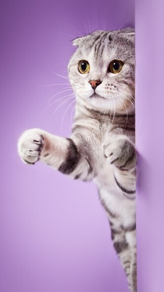 Run android online APK Scottish Fold Wallpapers from MyAndroid or emulate Scottish Fold Wallpapers using MyAndroid Run android online APK Scottish Fold Wallpapers from MyAndroid or emulate Scottish Fold Wallpapers using MyAndroid