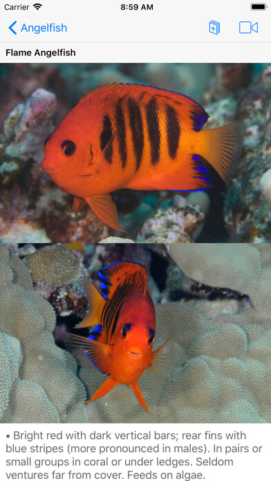 Emulate iPhone app Scuba Fish Hawaii using MyAndroid