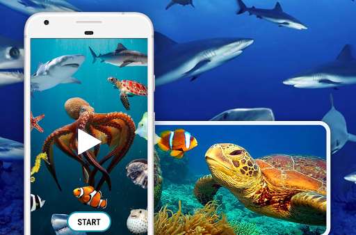 Run android online APK Sea Animals Documentary from MyAndroid or emulate Sea Animals Documentary using MyAndroid Run android online APK Sea Animals Documentary from MyAndroid or emulate Sea Animals Documentary using MyAndroid
