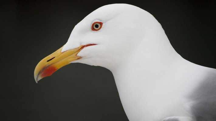 Emulate Android APK Seagull. Birds Wallpapers Emulate Android APK Seagull. Birds Wallpapers