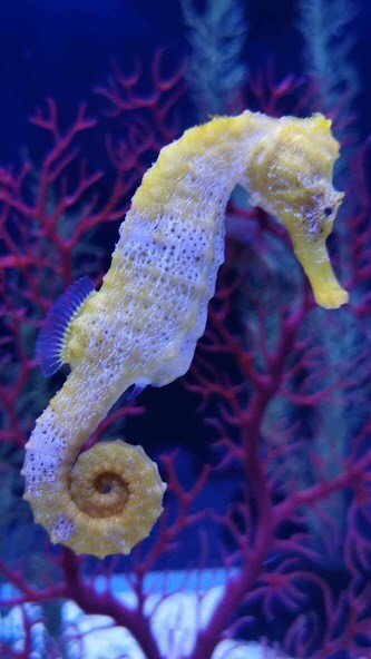 Run android online APK Seahorse Wallpaper from MyAndroid or emulate Seahorse Wallpaper using MyAndroid Run android online APK Seahorse Wallpaper from MyAndroid or emulate Seahorse Wallpaper using MyAndroid