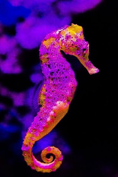 Run android online APK Seahorse Wallpapers from MyAndroid or emulate Seahorse Wallpapers using MyAndroid Run android online APK Seahorse Wallpapers from MyAndroid or emulate Seahorse Wallpapers using MyAndroid