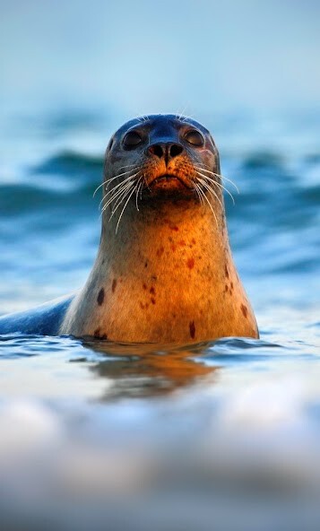 Emulate Android APK Seal Sounds