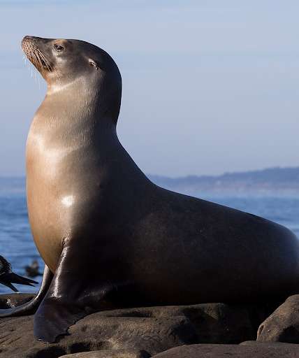 Run android online APK Seals & Sea Lion Ringtones from MyAndroid or emulate Seals & Sea Lion Ringtones using MyAndroid