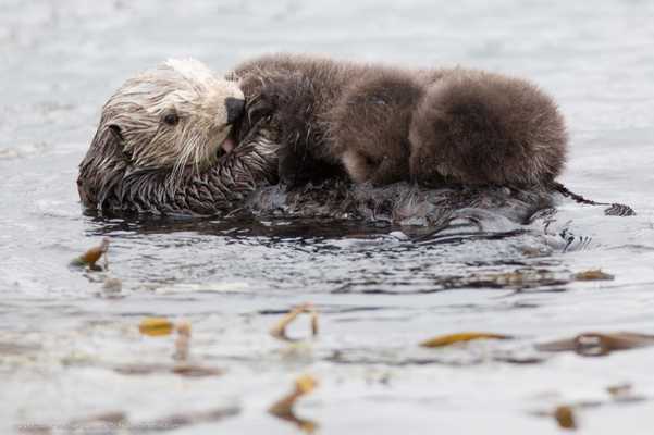 Emulate Android APK Sea Otters Wallpaper Images