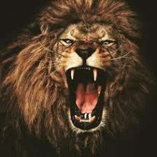 Run android online APK Search Animal Name 2.0 from MyAndroid or emulate Search Animal Name 2.0 using MyAndroid