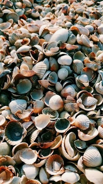Emulate Android APK Seashell Wallpapers Emulate Android APK Seashell Wallpapers