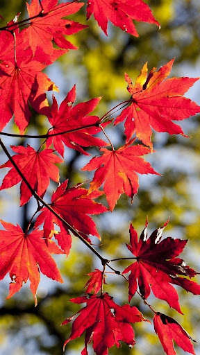 Run android online APK Seoul Wallpapers HD from MyAndroid or emulate Seoul Wallpapers HD using MyAndroid