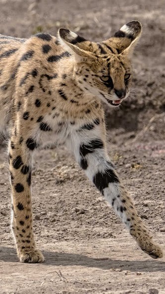 Run android online APK Serval Wallpaper from MyAndroid or emulate Serval Wallpaper using MyAndroid Run android online APK Serval Wallpaper from MyAndroid or emulate Serval Wallpaper using MyAndroid