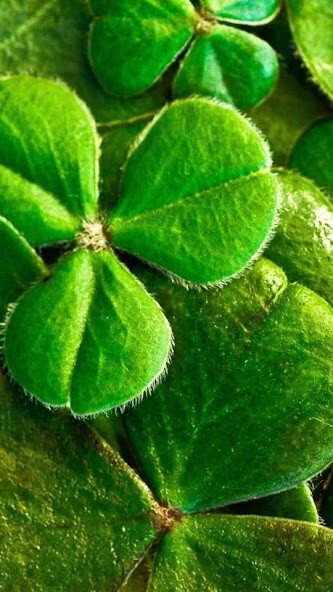 Run android online APK Shamrock Wallpapers from MyAndroid or emulate Shamrock Wallpapers using MyAndroid Run android online APK Shamrock Wallpapers from MyAndroid or emulate Shamrock Wallpapers using MyAndroid