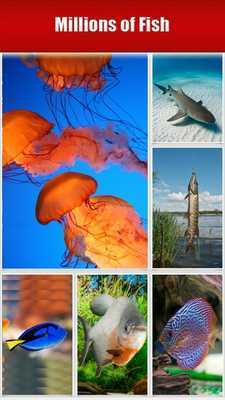 Emulate Android APK Sharks and Fish Emulate Android APK Sharks and Fish