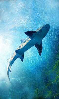 Emulate Android APK Sharks Sea live wallpaper Emulate Android APK Sharks Sea live wallpaper