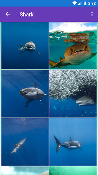 Run android online APK Shark, Whale Wallpapers from MyAndroid or emulate Shark, Whale Wallpapers using MyAndroid